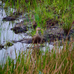 A mallard duck surveys her surroundings.