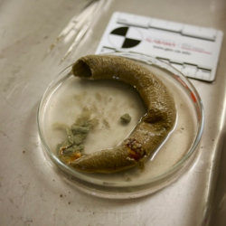 A burrow discovered in a sediment sample