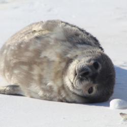 A fluffy Weddell seal pup lays on the sea ice