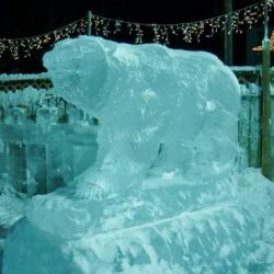 Grizzly at Ice Park