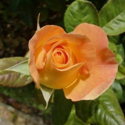 'Burma Star' rose