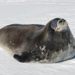 Body of the Weddell seal