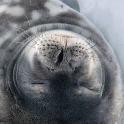 Weddell seal's whiskers