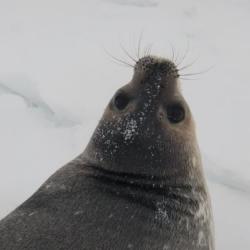 Seal sounds