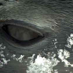 Closeup of seals eye