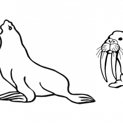 Seal, sea lion and walrus silhouettes