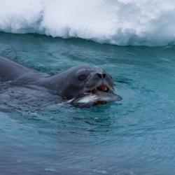 Weddell seal foraging 