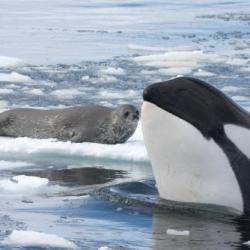 Killer Whale and Weddell seal