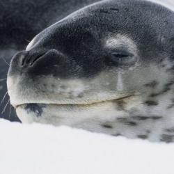 Close-up of Leopard seal