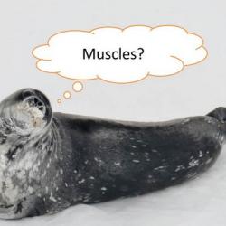 What do you know about muscles?