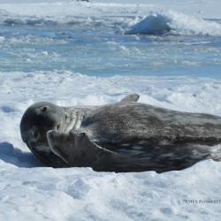 Weddell seal on the ice.