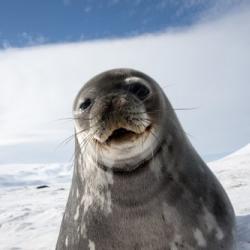Smiling Weddell seal