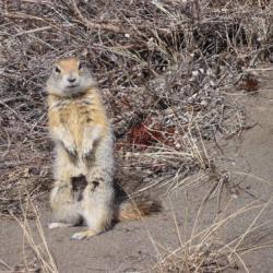 Standing Arctic ground squirrel