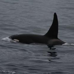 Part of killer whale pod around our boat
