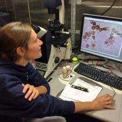 Sara Rauschenberg and diatom cells