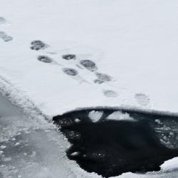 Polar bear tracks 1