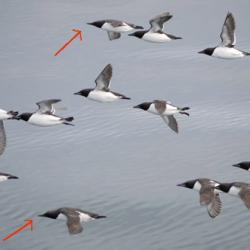 Common & Thick-billed Murre Flock