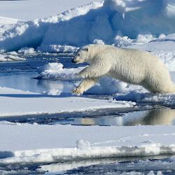 Leaping Polar Bear