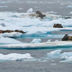 Walruses on Ice Floes, North Chukchi Sea