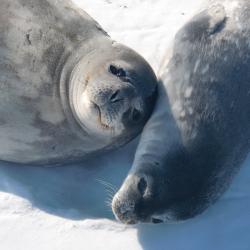 Weddell Seal mom and pup 