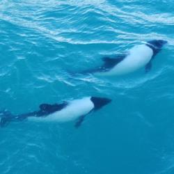Pair of Commersons dolphins
