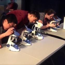 North Quincy students view diatoms under light microscopes.