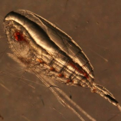 Female copepod