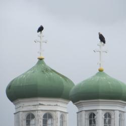 Eagles on Russian Orthodox Church
