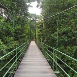 Stone Bridge La Selva Costa Rica
