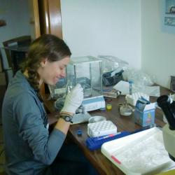  Carrie Harris separates one DNA sample into two.