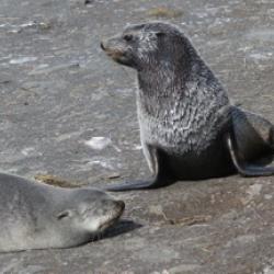 Antarctic fur seal: Arctocephalus gazella