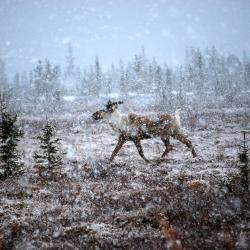 Caribou in the snow.