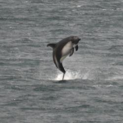 A breaching Peale's Dolphin
