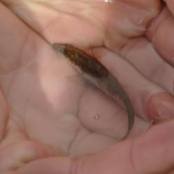 Small fish from Lake Ferguson