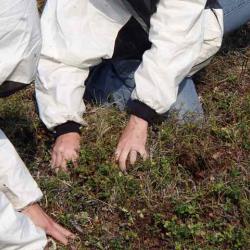 Peter Gaxlin (left) and Dr. Heather Alexander fluff the moss in one plot.