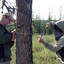 Mike Loranty (right) takes a tree core while Seth Spawn measures the tree
