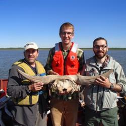 Three Eagle Scouts hold a Pleistocene bison skull.
