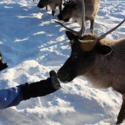 Feeding Reindeer