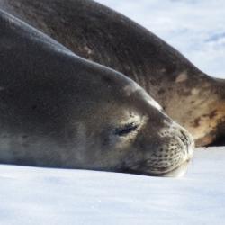 sleeping Seals