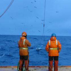 Trawling for icefishes in the Southern Ocean