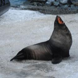 Fur Seal at Palmer Station, Antartica