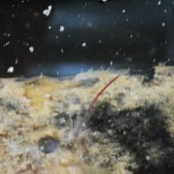 Osedax worm living in a whale bone