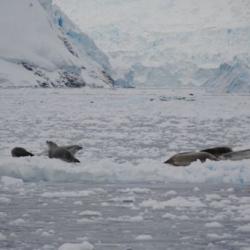 Seals in Andvord Bay, Antarctica