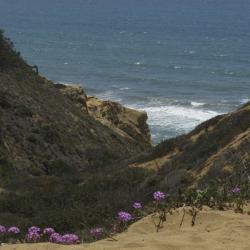 Torrey Pines State Reserve in Spring
