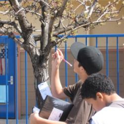 Students observe campus trees.