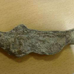 Fish fossil found in Kangerlussuaq