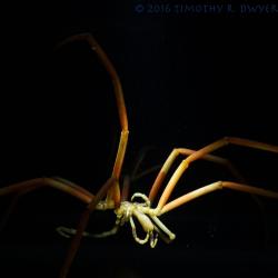 sea spider 1