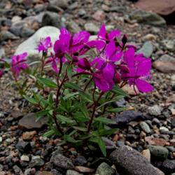 Niviarsiaq - Greenland's national flower