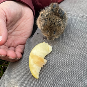 A vole eating an apple on a person's lap