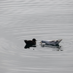 Short-tailed shearwater and northern fulmar